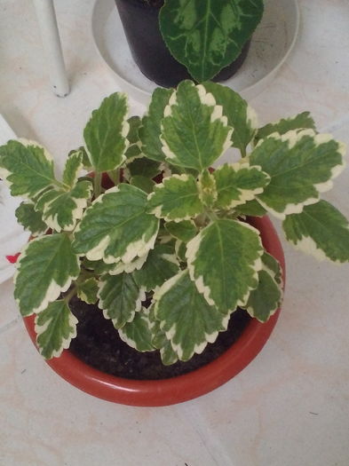 Plectranthus - Flori 2016