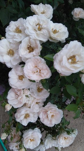 Uetersener klosterrose