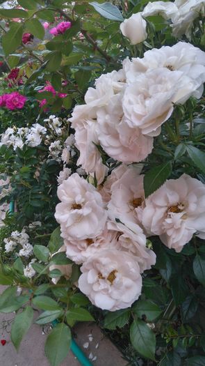 Uetersener klosterrose