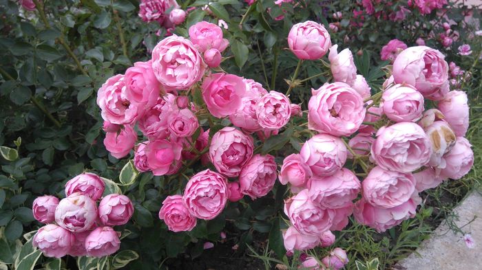 Luat ca Happy piano- posibil Pomponella