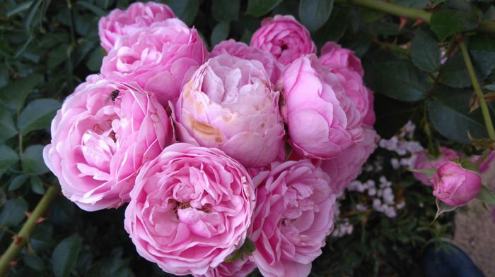 Luat ca Happy piano-posibil Pomponella