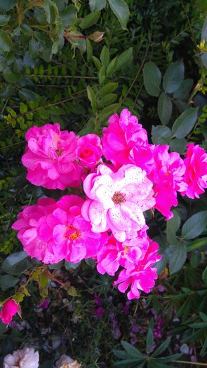 Mirato - Trandafiri Rosen Tantau