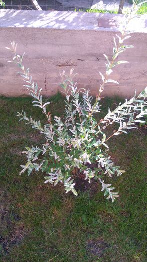Salix integra Hakuro Nisiki - Arbori -arbusti ornamentali de exterior si liane
