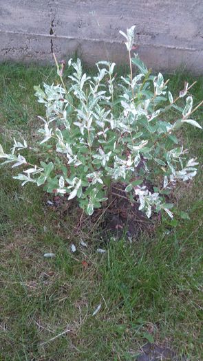 Salix integra Hakuro Nisiki - Arbori -arbusti ornamentali de exterior si liane