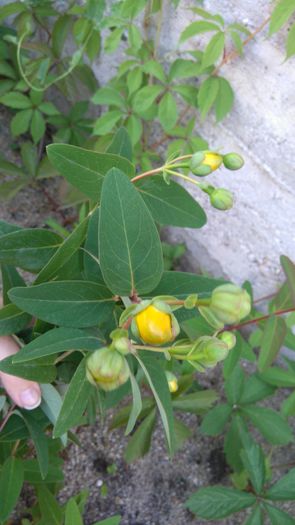 Hypericum calycinum-sunatoare vesnic verde - Arbori -arbusti ornamentali de exterior si liane