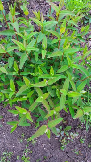 Hypericum calycinum - Arbori -arbusti ornamentali de exterior si liane