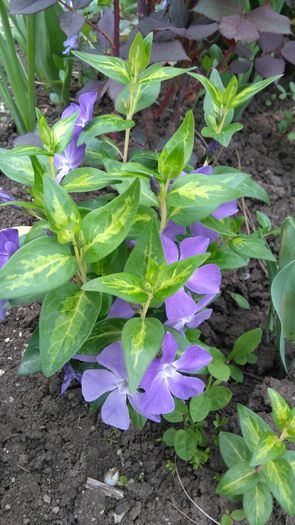 Vinca major