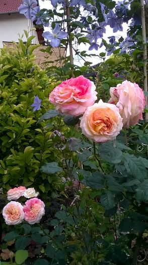 WP_20160612_082
