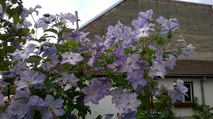 WP_20160612_089