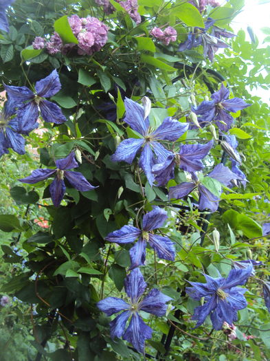 DSC03985 - CLEMATITE