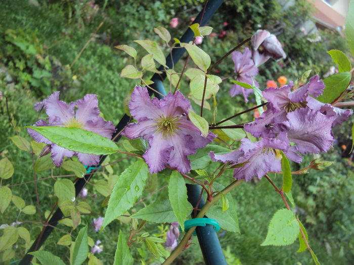 Tentel - CLEMATITE