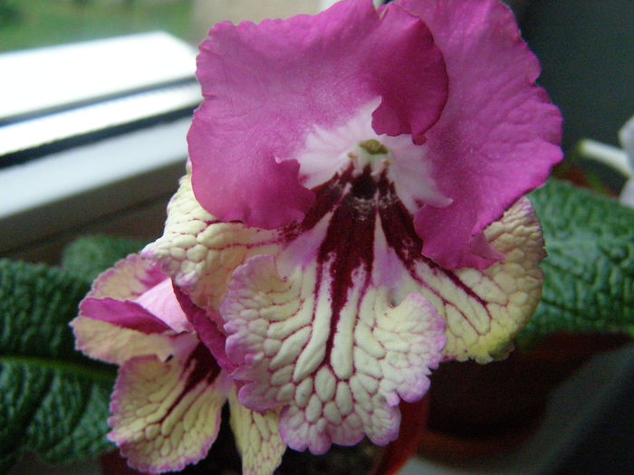 Strepto 7001; Piotr Kleszynski
