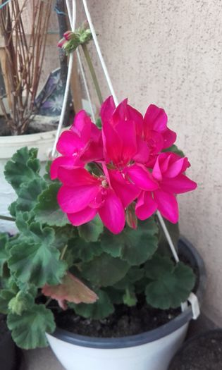 20160613_192647 - muscate 2016