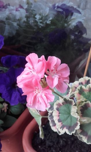 warrenorth coral - muscate 2016