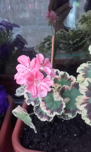 20160613_192711 - muscate 2016