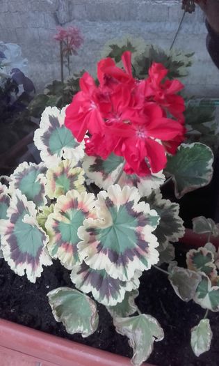 20160613_192716 - muscate 2016