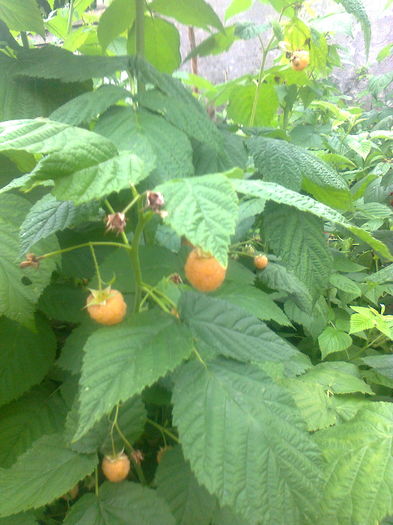Zm. cu fructe mari,orange,13.06.2016 - Gradina mea