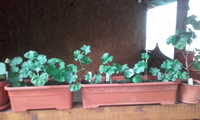 muscate polonezi - muscate 2016