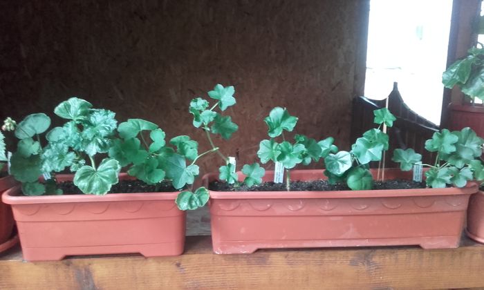 20160613_192340 - muscate 2016