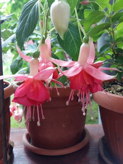 20160613_163900 - Fuchsiile mele-2016