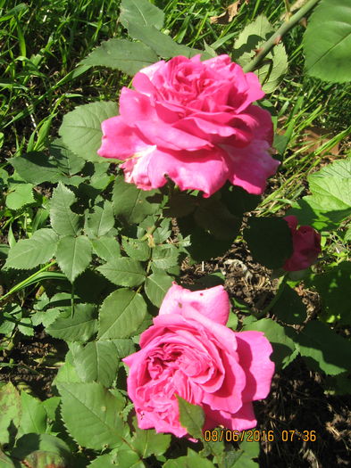 Picture 6275 - Trandafiri de dulceata