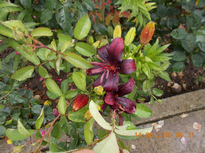 DSCN3039