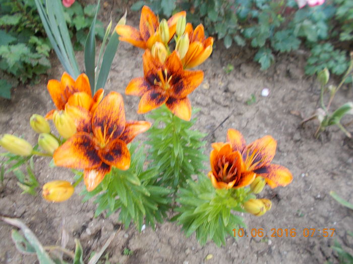 DSCN2903 - CRINI DE GRADINA 2016-2019