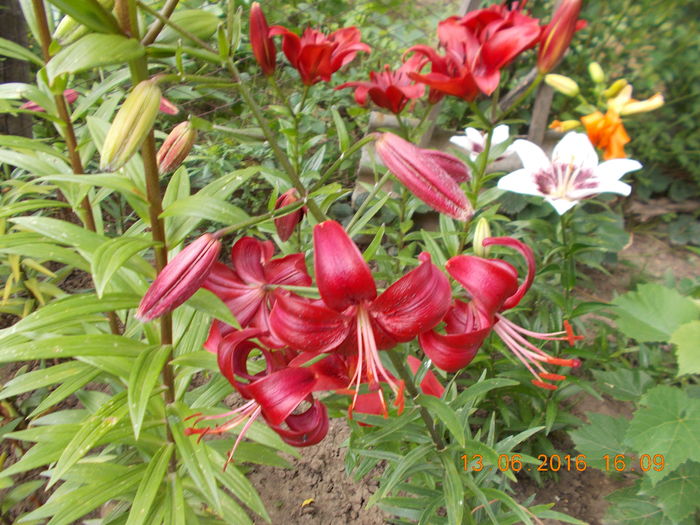 DSCN3030