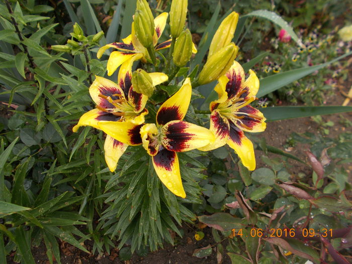 DSCN3036