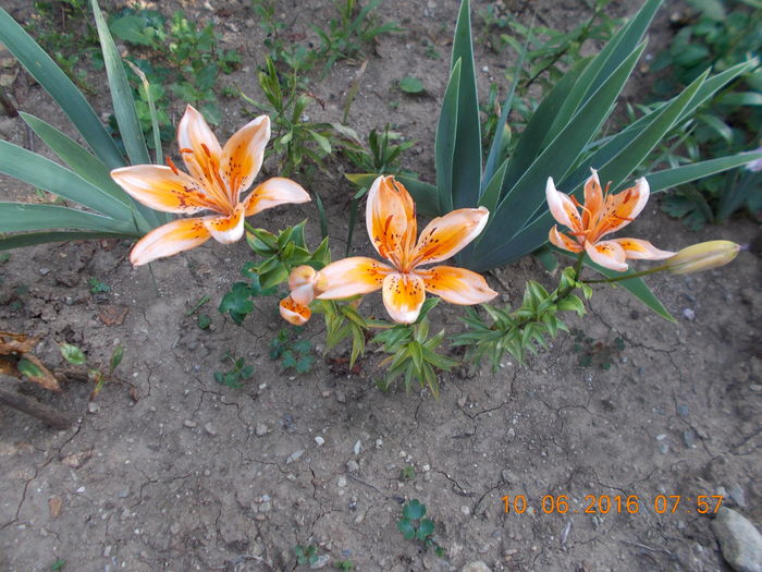 DSCN2905