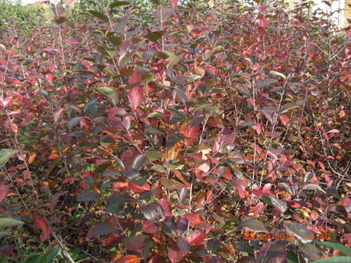 Aronia spectacol de toamna