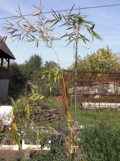 Bambus 29oct - Gradina Casa si Plante Rare sau Deosebite pentru Sanatate2