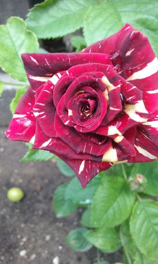 018