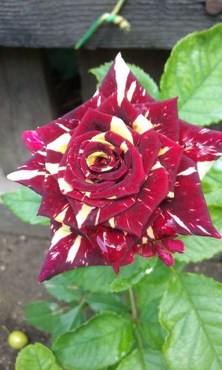 019