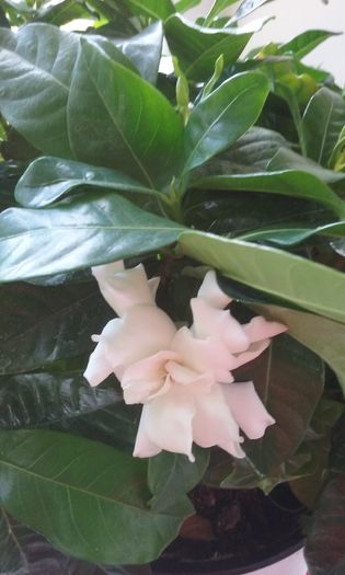 051 - Flori 2016