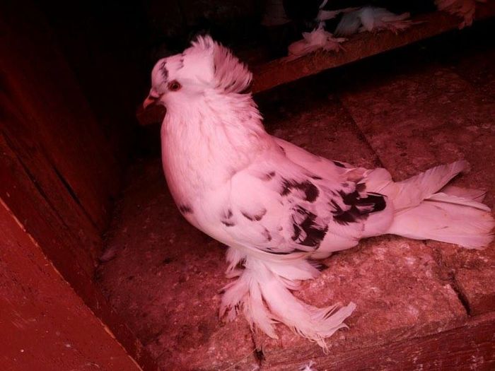 vândută lui aionițoaieovidiu.sunphoto.ro