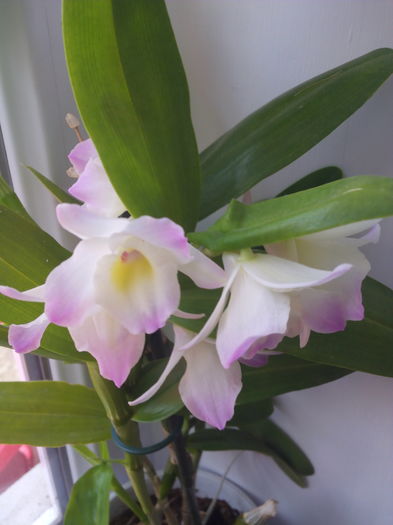 IMG_20160614_134611 - Inflorii Orhidee2016