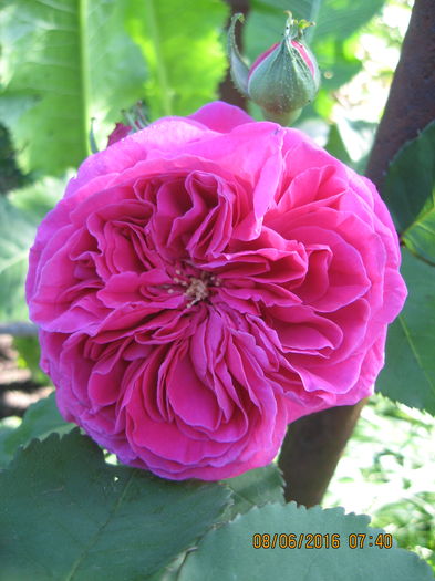 Picture 6287 - Trandafiri de dulceata