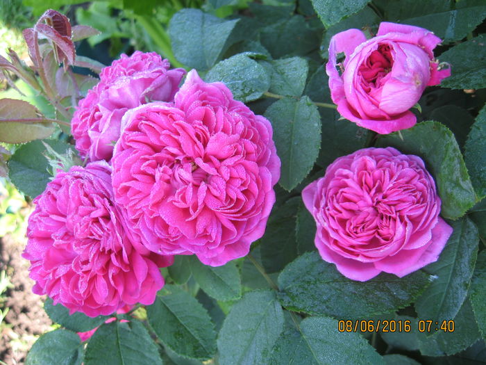 Picture 6288 - Trandafiri de dulceata