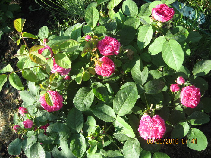 Picture 6290 - Trandafiri de dulceata