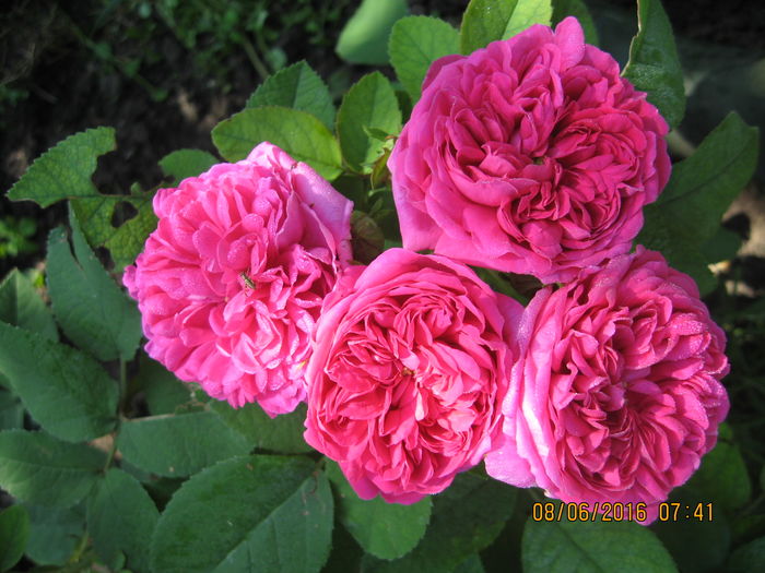 Picture 6291 - Trandafiri de dulceata