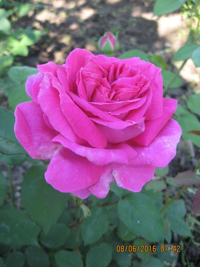Picture 6292 - Trandafiri de dulceata
