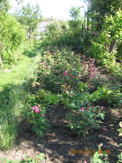 Picture 6295 - Trandafiri de dulceata