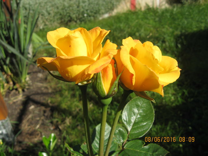 Picture 6297