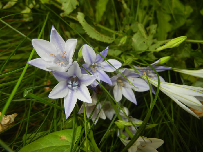 Triteleia laxa Queen Fabiola (2016,Jun.12)