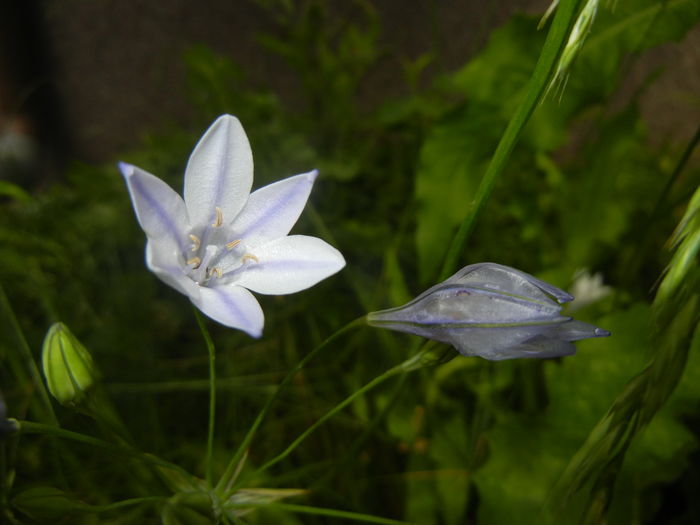 Triteleia laxa Queen Fabiola (2016,Jun.12)