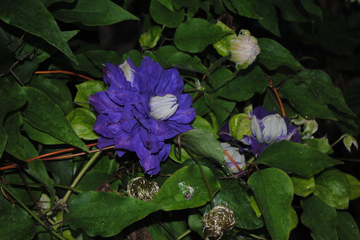 clematis Kiri te Kanawa