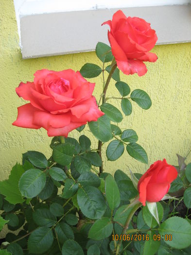 Picture 6372