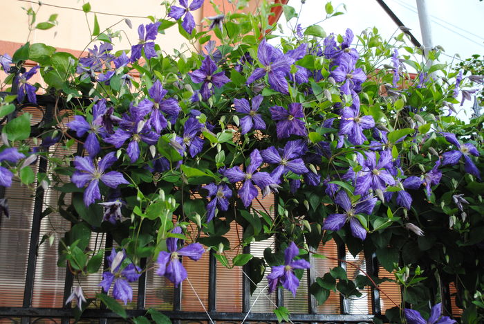 clematis Tie Dye