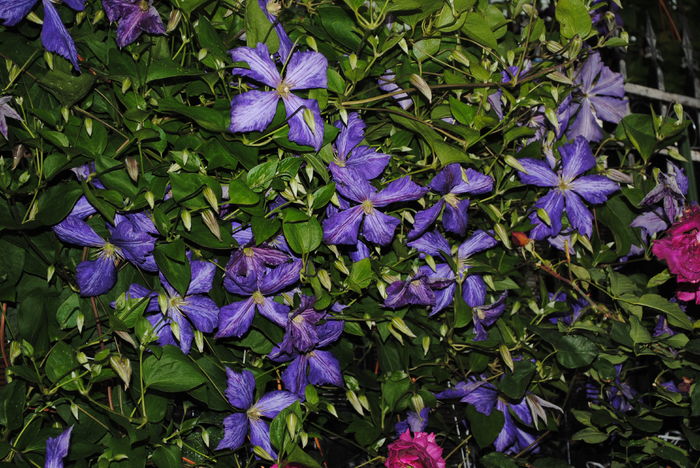 clematis Tie Dye